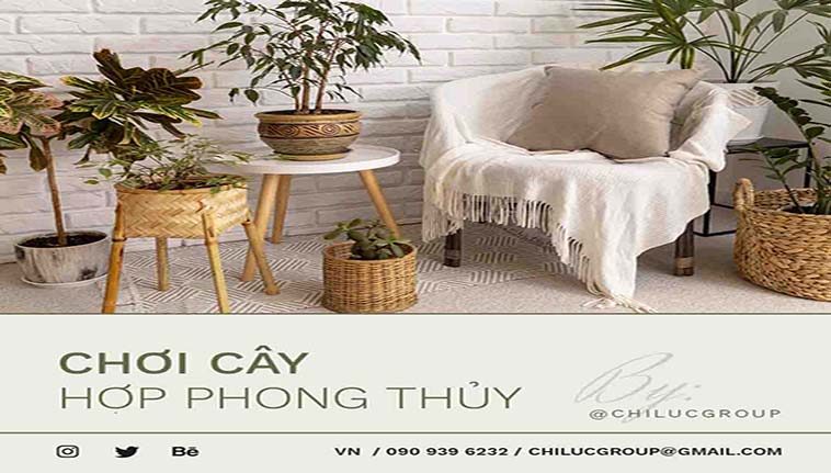 Chơi cây thế nào để hợp mệnh phong thủy?